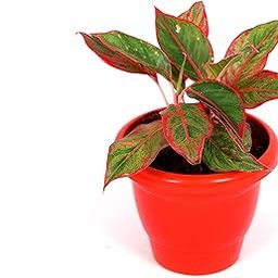 GOVINDSUDHA Aglaonema siam Aurora, Aglaonema Lipstick - Plant with Plastic Pot and Pebbles for | Home Decoration | Office Decoration | Gift for All Occasion-picture-13