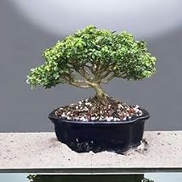Beautiful banyan bonsai tree live plant,7 Years old Bonsai Pack of 1 Without pot-image-36