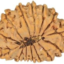 TRINETRA GEMS Stone Fourteen Face Rudraksha Nepali Beads Superb Natuural 14 Mukhi Rudraksha for Make Pendant Mala IGL Lab Certified Precious Brown चौदह मुखी रुद्राक्ष for Men and Women-35