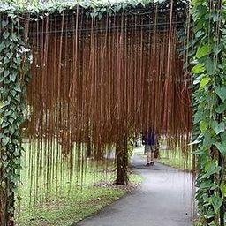 Garden Art outdoor live plant (Cissus Nodosa)-6