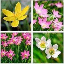 Soha Choice Live Green Zephyranthes - Rain Lily All Season Flower Bulbs Plant. This Plant Never Die.-image-13