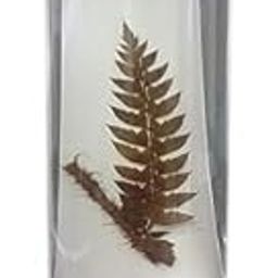 AI-Botany Specimen Fern in Acrylic Jar/used for teaching purpose School & College/Botany Specimen Fern in Acrylic Jar/Specimen for Educational Exploration & Kids Science Education-26