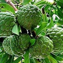 Hybrid Shareefa Live Fruit Plant – Superior Grafted Custard Apple Tree (Annona squamosa) | Sweet, Juicy, Early Fruiting Variety for Home & Terrace Gardens | With Pot-image-96