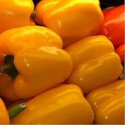 Seedbasket Capsicum Yellow Hybrid Seeds (25 Seeds) – High Yield, Sweet Yellow Bell Pepper | Fast Germination | Ideal for Home & Kitchen Gardening-image-31