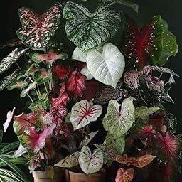 Siddhi Vinayak Gallery® Caladium flower bulbs multicolor shade 15 Flower Bulb For Indoor & Outdoor Gardening Pack of 1-image-25