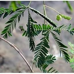 Shy plant seeds (25 seeds)-image-19