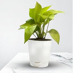FUTURE ROOTS Good Luck Money Plant with Self Watering Pot | Air Purifying Natural Plant for Home & Office | Lucky Feng Shui Plant | Easy to Grow & Low Maintenance Houseplant (Golden-Medium)-image-54