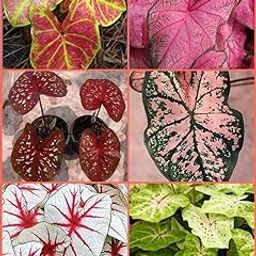 Caladium Mix Beautiful Flowering Bulbs-5 Bulbs for Planting-Flora Seeds-image-55