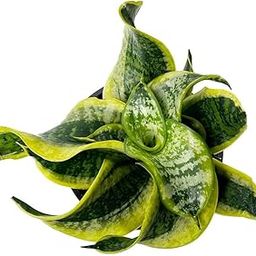 LITTLE JUNGLE Sansevieria Tornado Twist - Healthy Live Plants with White Pots, Air Purifying Plant, Indoor Plants with pots for home-image-95