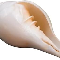 Divine Hindu Original Conch Shell Shankh for Pooja Blowing Shankh, White, Medium, 4 Inches-image-58