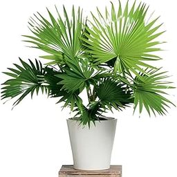 China Palm Plant-China Palm/Areca Palm-Indoor-Outdoor Decorative/Natural Air Purifying Live Plant.-image-5