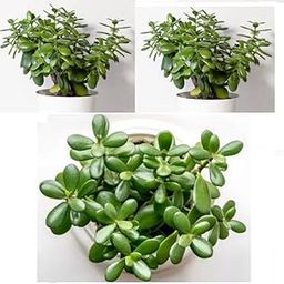 Green view® set 2 Good Luck Jade Crassula Ovata Live Indoor Plant with Black Self Watering Pot, Best for Living Room, Kitchen, Bedroom, & Office Table-image-38