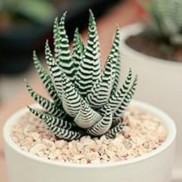 Live Zebra Plant/Haworthia fasciata Live Plant/Small Indoor Live Succulent plant For Home Decoration with Black Pot_(Pack Of 1)-picture-19