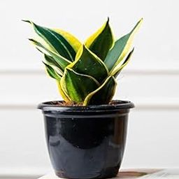 Sansevieria Green & Golden Hahnii Snake Plant for Living Room, Home & Office Décor (Pack of 1)-image-43