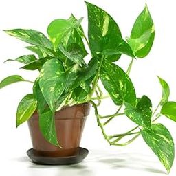 money plant-image-31