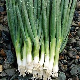 Bunching onion_Vegetable_Pack of 30 seeds-image-30
