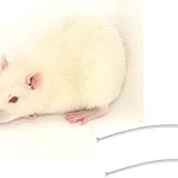 Birds' Park Oral Gavage Needle Ball Tip Curved/Bent Size:18Gx70Mm 2 Pcs Good For Sprague Dawley Rats-picture-21