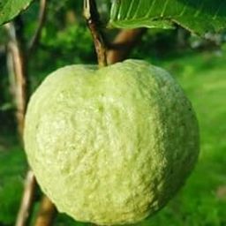 Indian Gardening All Time VNR Bihi Guava Amrood Layering/Grafted Fruit Live Plant (2-3 Feet Height)-image-88