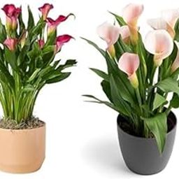 Live Peace Lily Flower Plant Combo of 2 Peace Lily Dark & Llight Pink Live Plant with Flower Pot For Home Office and Living Room (NOTE- 4 INCH BLACK PLASTIC POT)-image-83