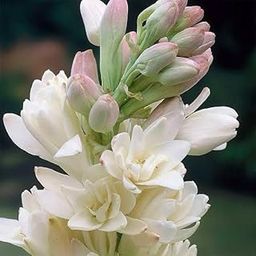 Hybrid Rajanigandha Double Pearl Tuberose Bulbs, Pack of 50, White Fragrant Flowers, 60-90 cm Height-image-71