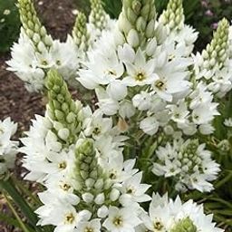 Radha Krishna Agriculture® Chincherinchee White Holland Imported Flower Bulbs for Home and Gardening (Pack of 5 Bulbs)-image-18