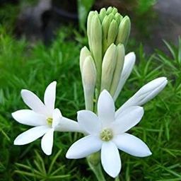 Live White Rajnigandha / Tuberose Beautiful and Charming Flower Plant For Home Garden Plant - Healthy 1 Live Plant-image-43