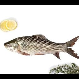 Klaas Rohu/Rui| Steaks/Round cut| 500 gms-image-70