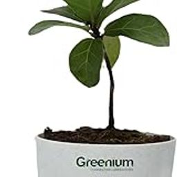 Greenium Ficus Lyrata outdoor Indoor Plant, Low Maintenance Statement Plant (FL-WH-RO)-image-93