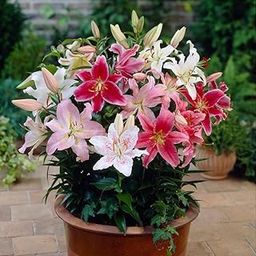 Radha Krishna Agriculture® Imported Flower Bulbs varity summer Season Bulbs For Your Garden Pack of 5 (Orintel lily flower bulbs)-image-10