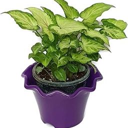 Grun Beautiful Green Syngonium Variegated - Air Purifying Indoor Plant-image-29