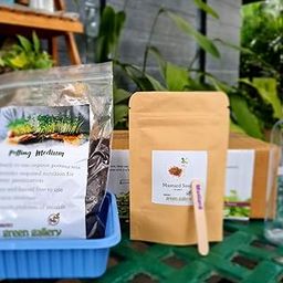 Red Amrunthus,One Seed Pack,Microgreens Grow Kit-image-92