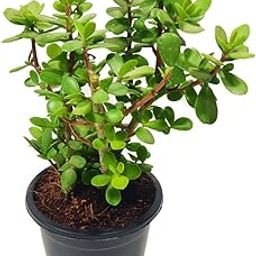 Ripee Jade Plant crassula ovata | Live Healthy Good Luck Plant For Vastu, Home & Office Desk For Indoor Gardening | Pack Of 1 | small plant with Black pot-image-57