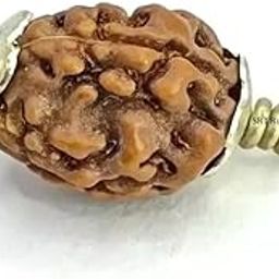 SRT Rudra 3 Mukhi Rudraksha Original Certified Teen Mukhi Rudraksha 3 Mukhi Indonesia Rudraksha 3 Mukhi Rudraksha Original Certified Trimukhi Rudraksha Original 3 Face Rudraksha Three Mukhi Rudraksha-12