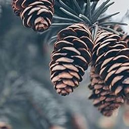 Natural Blue Pine Cones from Arunachal Pradesh, Decorative Craft Cones for Home Décor, DIY Projects-image-32