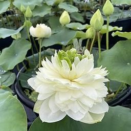 ALOCHUZ Lotus tuber/lotus root 1 Lotus tuber |HYBRID LOTUS PLANT TUBER |LIVE PLANT|Blooming Within 30 Days| For Home Garden Outdoor Indoor-image-82