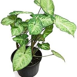 Creative Farmer Syngonium Variegated| Live Plants Indoor||Plant Color Green| (Healthy Plant)-image-90