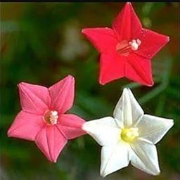 Cypress Vine Mix (Red-Pink-White) /Ipomoea quamoclit/Star Glory/Humming Bird/Akashamulla Flowering Vine Mix Seeds (Pack of 20 seeds)-picture-14