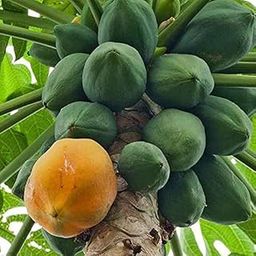 papaya seeds for planting Pack Of 150-image-45