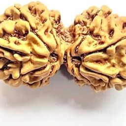 FOREVER Gems Naturally Attached Gaurishankar Rudraksha AA++ 9 Mukhi Gauri Shankar Rudraksh Original Certified Nepali Shiv Parvati Ruthratcham for Men & Women गौरी शंकर नेपाल रुद्राक्ष ओरिजिनल-14
