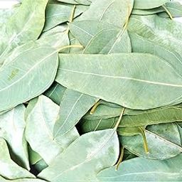 Sivsenkar Arganics Dried Eucalyptus Leaves, Natural Aromatherapy, Multi-Purpose Use for Wellness Pack of 500 gm Dried Natural and Fresh Leavs-image-50
