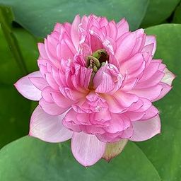 ALOCHUZ Pink Lotus Live Plant (tuber/water lotus root) | HYBRID LOTUS TUBER | LIVE PLANT | Guarantee Blooming Within 35 Days | For Home Garden Outdoor & Indoor Plant (Quantity 1)-image-88