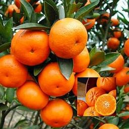 Nagpur orange plant big size grafted,Orange plant hybrid all seasons Plant height 1-2 Feet (Pack of 1 Live fruit plant)-image-95