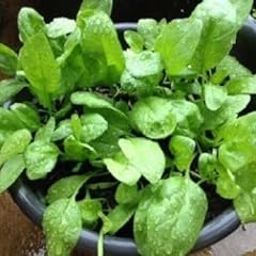 Green World IMPORTED BABY SPINACH/PALAK SEEDS FOR KITCHEN GARDENING (200 seeds)-image-7