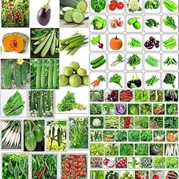 Quick home garden combo vegetable seeds beez Exotic Hybrid vegetable seeds Mix organic vegetable seeds 100-image-72