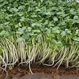 BOSI Leaf | Broccoli Seeds for Sprouting |50grams (approx 48K+ seeds) | Non GMO and Untreated Seeds-image-97