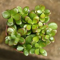 Oxiflora® Lucky Jade Plant in Stylish White Pot | Best Succulent for Home Office per Vastu Shastra | Lucky Indoor Succulent | Garden & Outdoors | Live Plants | Eco-Friendly Gift | Home Décor-image-46