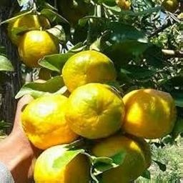 Nagpur Mandarin Orange All Time Variety Healthy Sweet Grafted Fruit Live Plants & Tree(1-1.5 Ft Size) Pack of 1-image-92