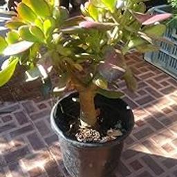 Oxygrow Bazar Live Mature Jade Tree/Crassula Ovata Plant/Goodluck Bonsai Tree/Dwarf Jade Tree/Indoor/Bonsai Succulent House Plant-image-22