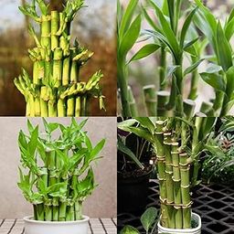 Live Lucky Bamboo | Bamboo Plants for home decoration | Indoor Plants for Home | Ideal for Living room, Balcony, Office desk & Kitchen | Lucky Vastu Plant (Big Size, Pack of 1 With Pot)-image-15