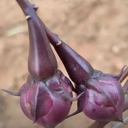 Golden Hills Farm High Yield Purple Clove Beans, Ipomoea Muricata, Nithya Vazhuthana, Mookuthi avarai, Rare vegitable Seed- 20+ Seeds For Growing-image-28